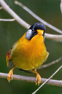 Close-up of bird perching on branch