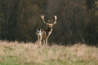 Deer standing on grassy field