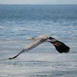 Gray heron flying over sea