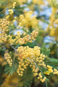 Close-up of yellow flowers blooming outdoors