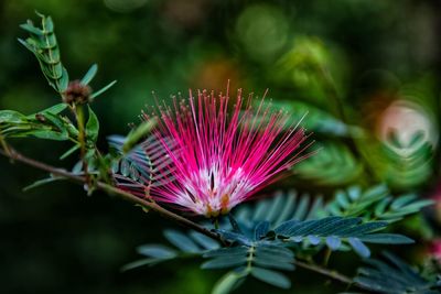 Close-up of pink flowering plant