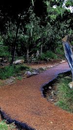 Trees growing on field in forest
