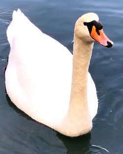 Close-up of swan in lake