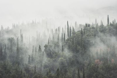 Panoramic shot of trees in forest against sky