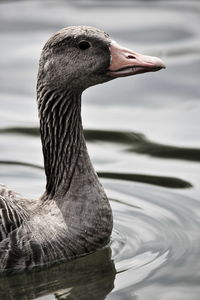 Close-up of swan swimming in lake