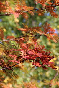 Close-up of red flowering plant