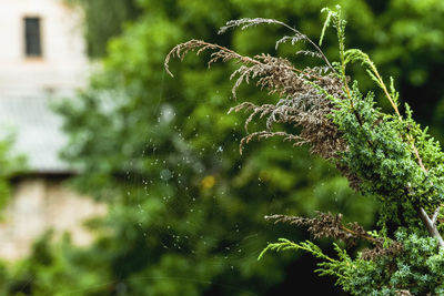 Close-up of water drops on spider web