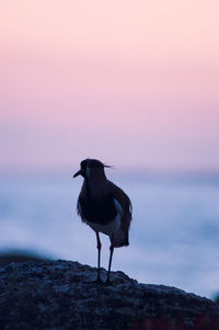 Bird perching on rock in sea against sky