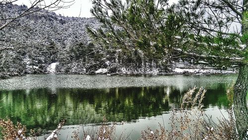 Trees in pond