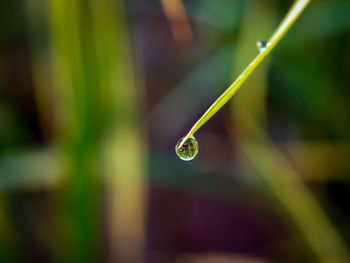 Close-up of wet leaf