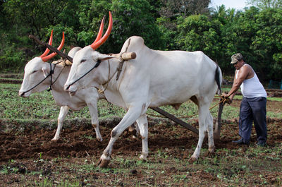 Man with bull working on field against trees