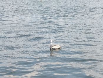 High angle view of bird swimming in sea