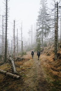Rear view of men walking in forest