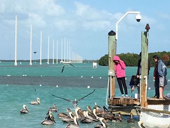 Birds perching on deck chairs by sea against sky