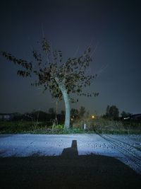 Tree against sky at night