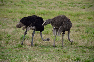 Ostriches on grassy field