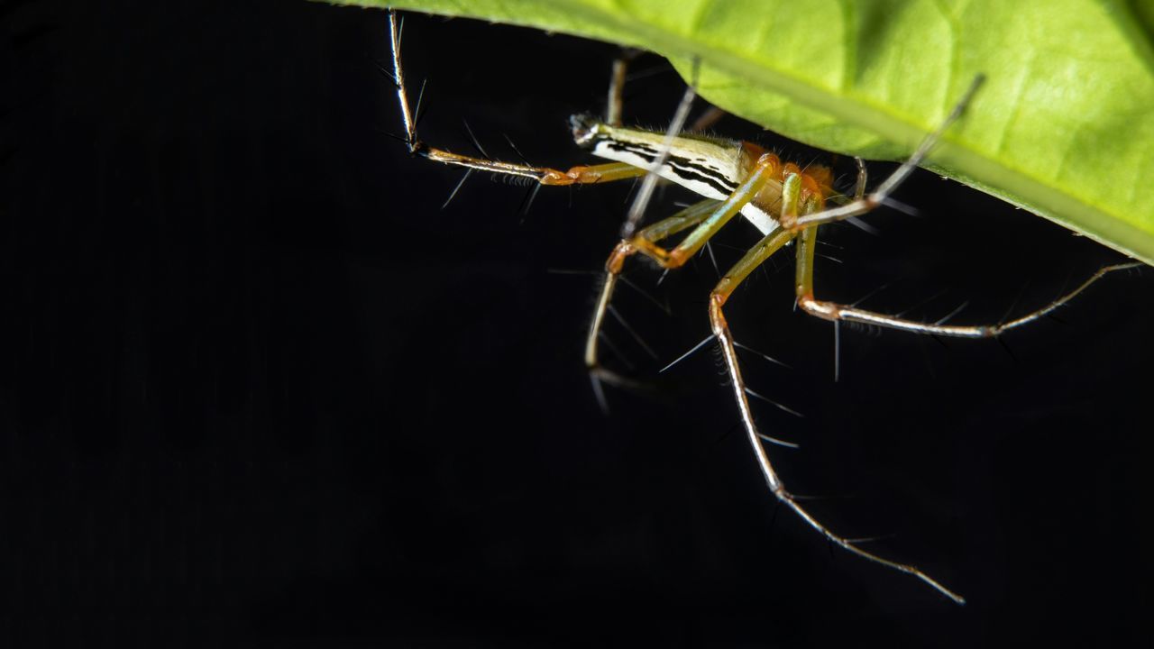 CLOSE-UP OF GRASSHOPPER