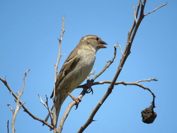 Low angle view of bird perching on branch against sky