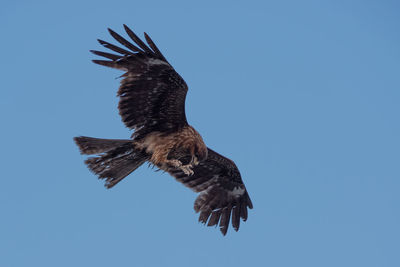 Low angle view of eagle flying in sky