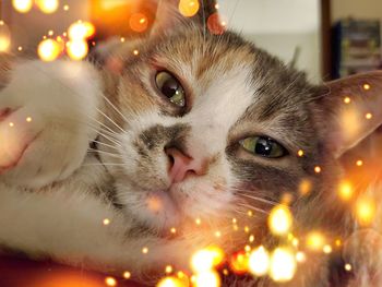 Close-up of cat looking away