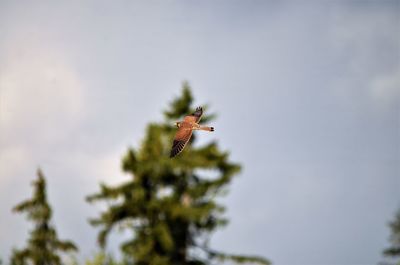 Low angle view of bird flying against sky