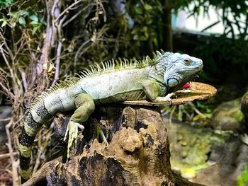 Close-up of a lizard on rock