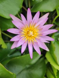 Close-up of purple flower