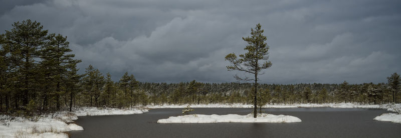 Trees against sky during winter