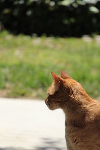 Ginger cat against blurred background