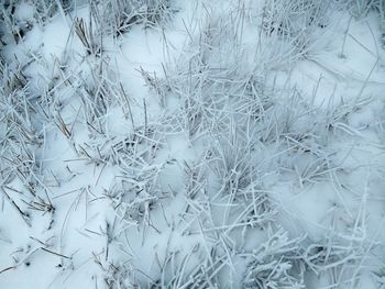 Full frame shot of leaf