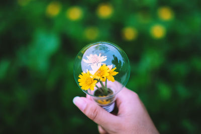 Close-up of hand holding flower