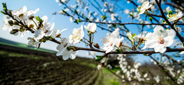 Cherry blossoms blooming over field