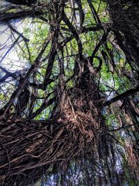 Low angle view of trees in the forest