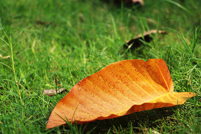 Close-up of leaf on grass