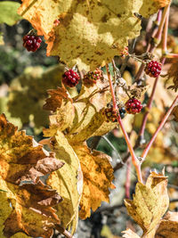 Close-up of fruits growing on tree during autumn