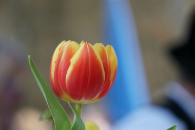 Close-up of tulip