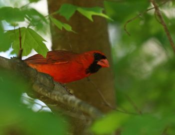 Close-up of bird perching on tree