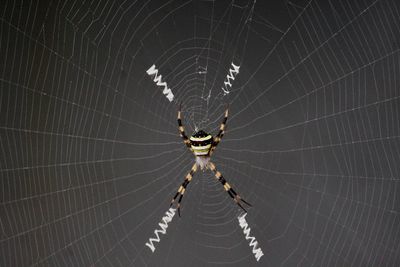 Close-up of spider on web