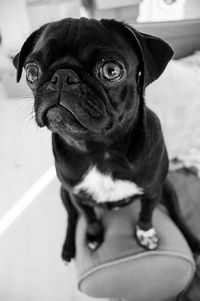 Portrait of a dog