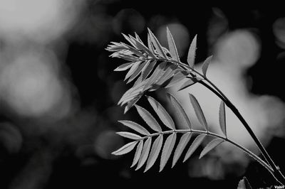 Close-up of wilted flowering plant