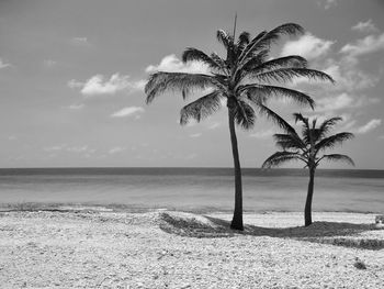 Palm tree by sea against sky