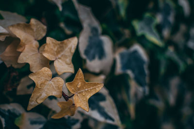 Close-up of dry maple leaves