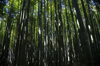Low angle view of bamboo trees in forest