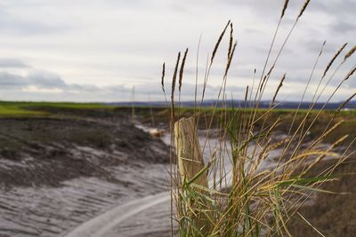 Close-up of grass on field against sky