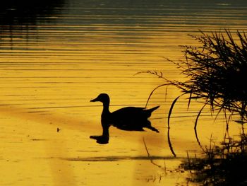 Silhouette bird on lake during sunset