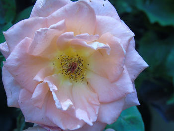 Macro shot of white rose flower