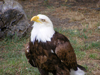 Close-up of bald eagle perching on field