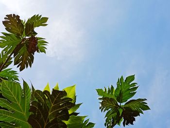 Low angle view of leaves against sky