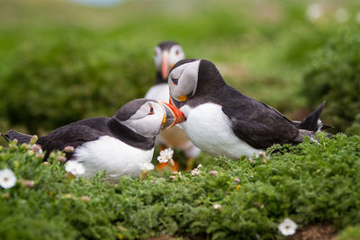 Puffins on amidst plants on land