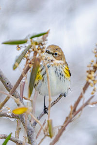 Close-up of bird perching on branch